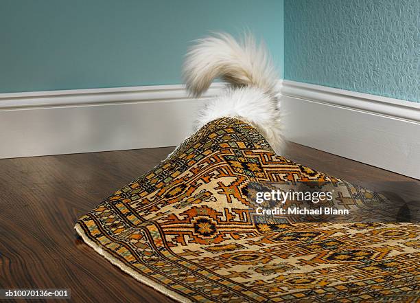 cat hiding under carpet - se cacher photos et images de collection