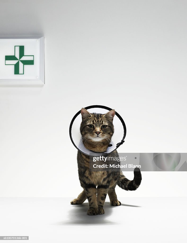 Tabby cat wearing medical collar.