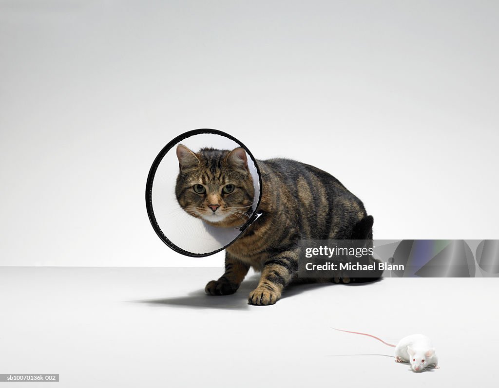 Tabby cat wearing medical collar looking at mouse