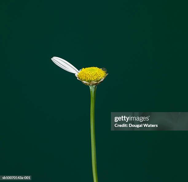 daisy with single petal against green background - 花びら占い ストックフォトと画像