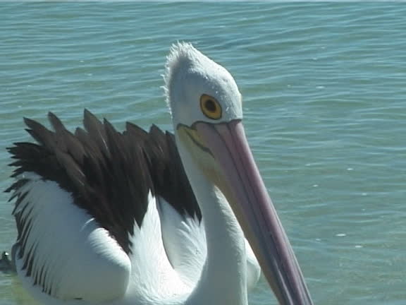 imagen en miniatura de vídeo