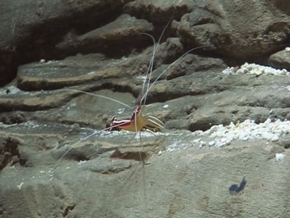 imagen en miniatura de vídeo