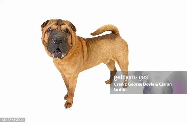 Shar Rind 5,774 Very Shar Stock Photos, High-Res Pictures, and Images - Getty Images