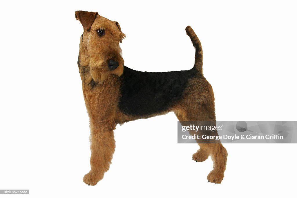 Close up of an airedale terrier