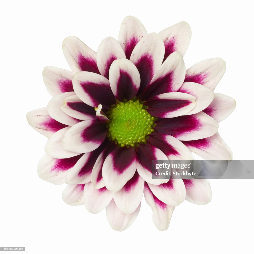 Close up of a dahlia