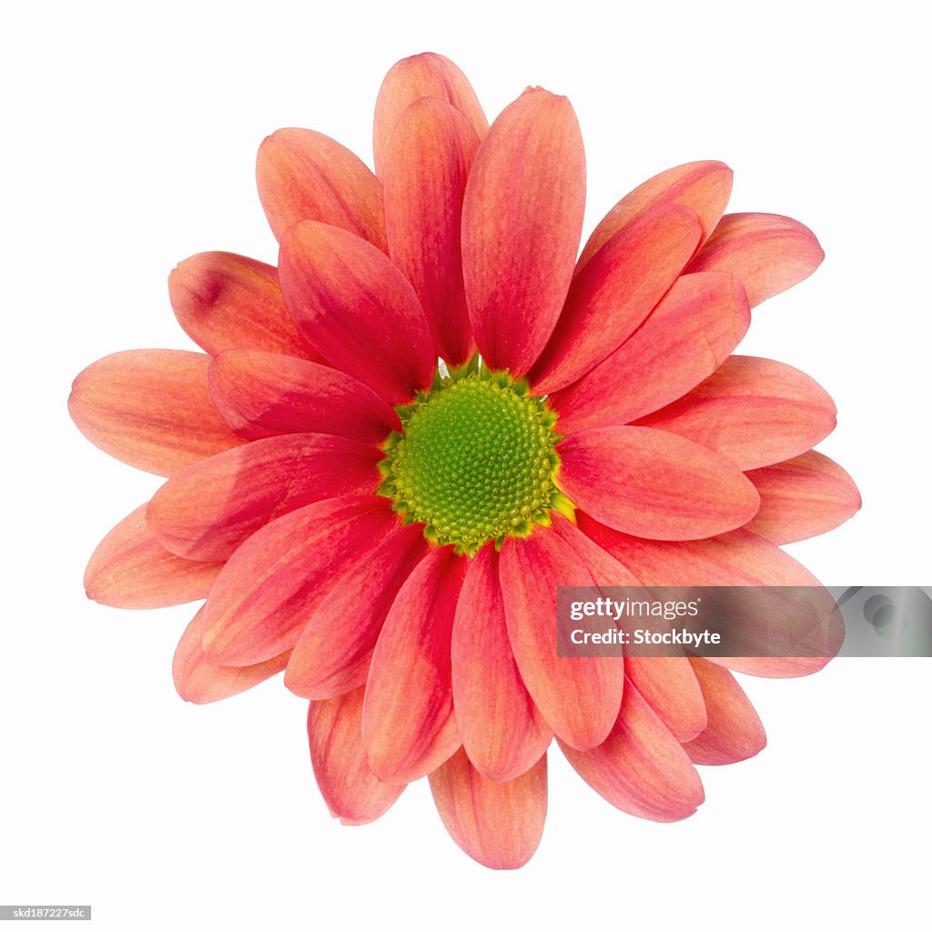 Close up of a gerbera