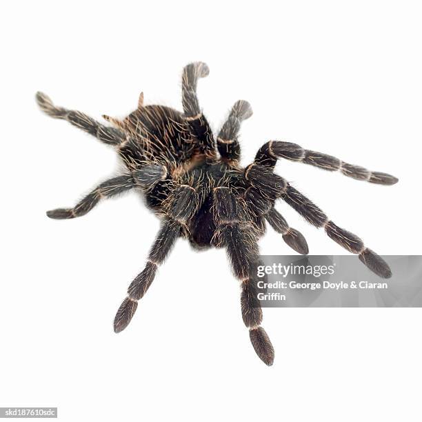 close up of a tarantula - arachnid stockfoto's en -beelden