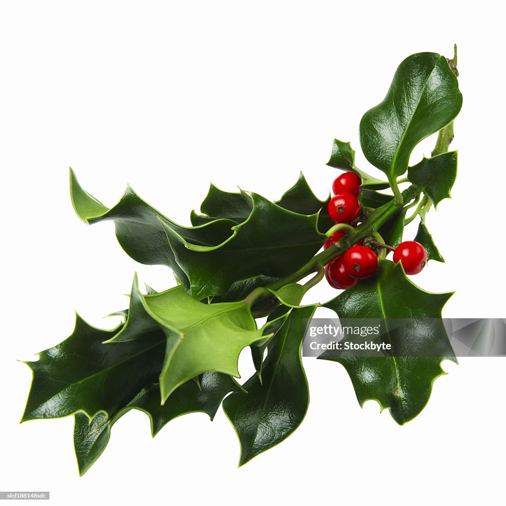 Close up view of a piece of holly