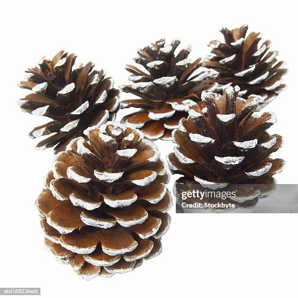 close up of christmas pinecones - conifer cone stock pictures, royalty-free photos & images