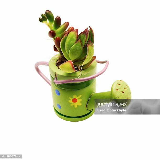 close up of a watering can containing flowers - pour spout stock pictures, royalty-free photos & images