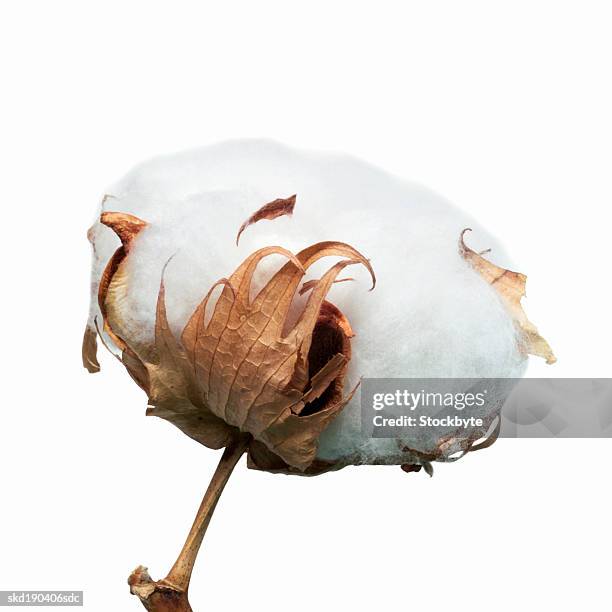 Mallow Cloth 15,305 Mallow Family Stock Photos, High-Res Pictures, and Images ...