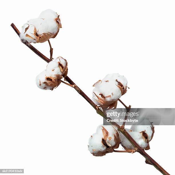 close up of a cotton - kaasjeskruidfamilie stockfoto's en -beelden