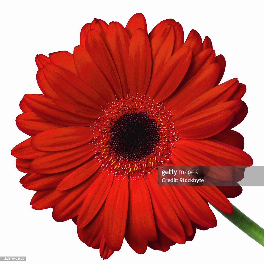 Close up of a gerbera