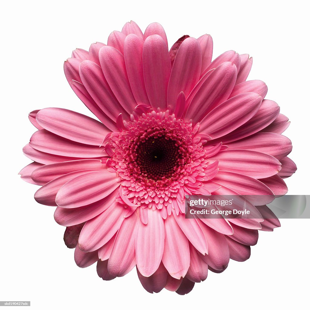 Close up of a gerbera