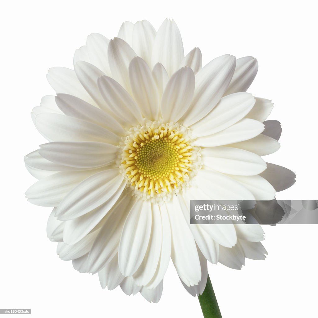 Close up of a daisy