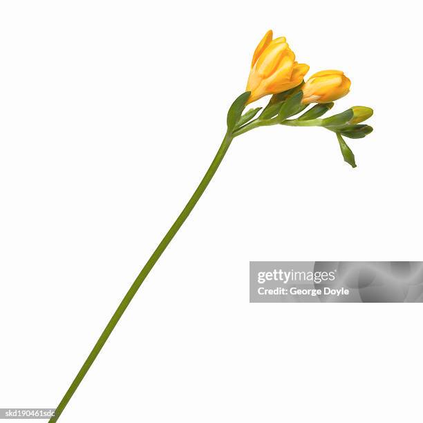 close-up of a freesia - freesia stock pictures, royalty-free photos & images