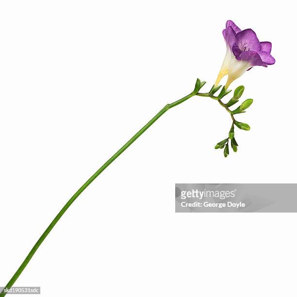 close-up of a freesia - iris family stock pictures, royalty-free photos & images