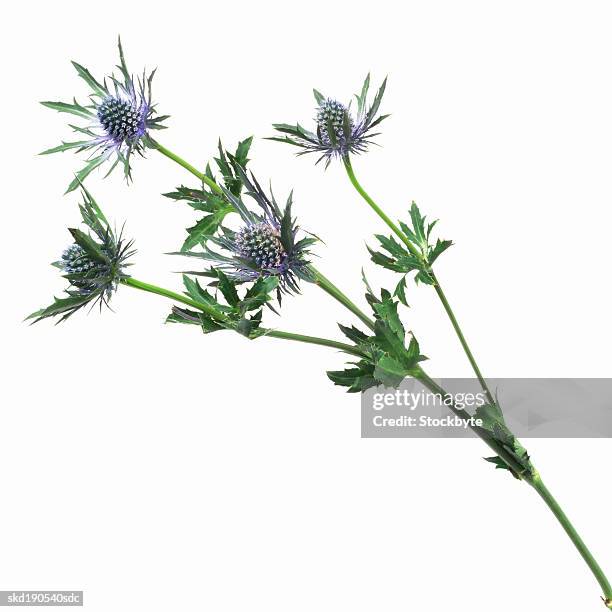 close up of a sea holly - holly photos et images de collection