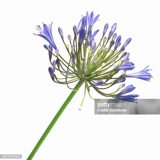 close-up of the african blue lily - african lily imagens e fotografias de stock