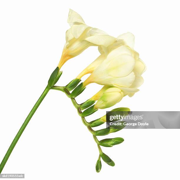 close-up of a freesia - iris family stock pictures, royalty-free photos & images