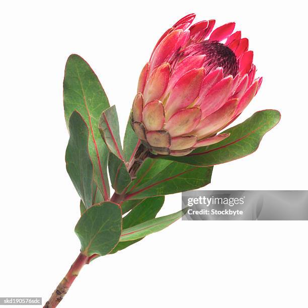 close up of a king protea - protea stock pictures, royalty-free photos & images