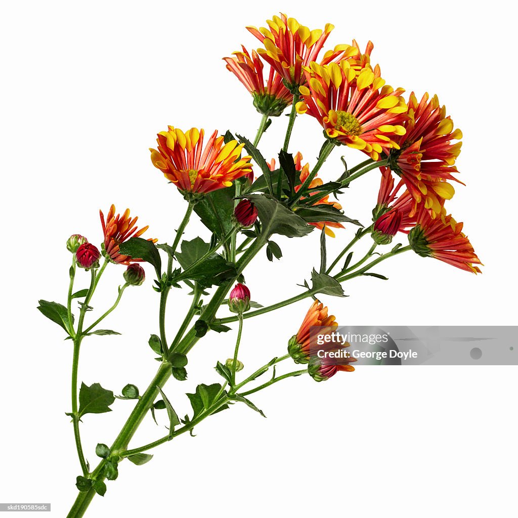 Close up of a chrysanthemum