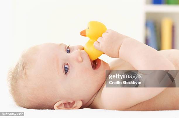 close-up of baby girl lying down holding rubber duck - only baby boys stock pictures, royalty-free photos & images