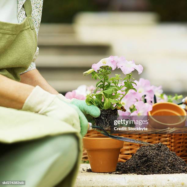 close-up mid section of woman setting plant in pot - pot plant stock pictures, royalty-free photos & images