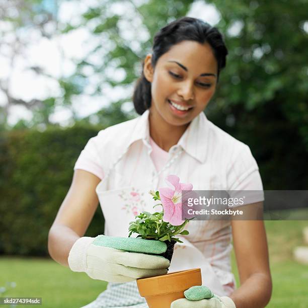 close-up of woman setting plant in pot - pot plant stock pictures, royalty-free photos & images