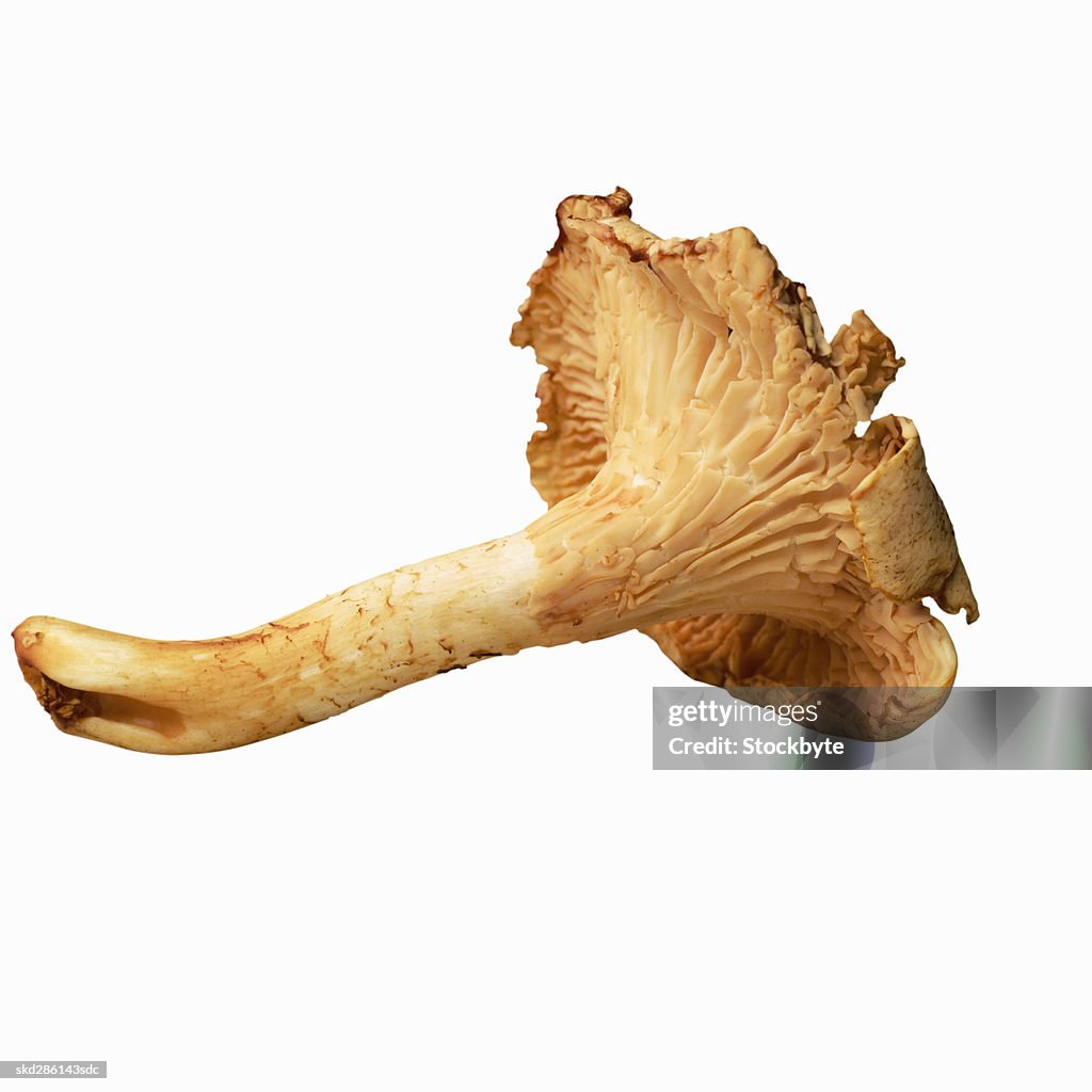 Close-up of a chanterelle mushroom