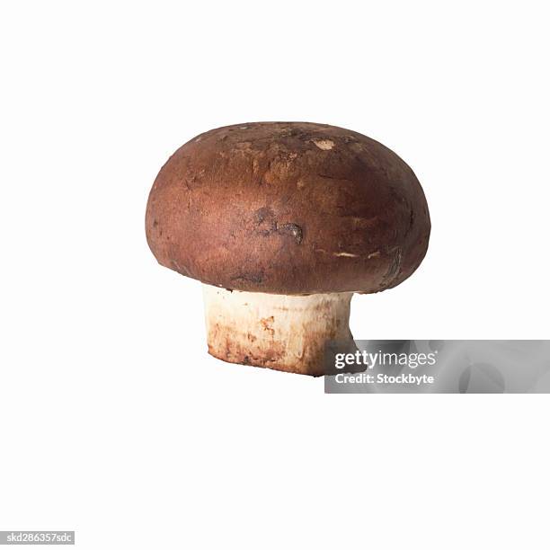 close-up of a butter brown mushroom - crimini mushroom stock pictures, royalty-free photos & images