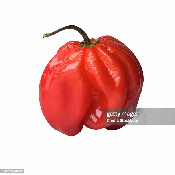 close-up of a habanero pepper - habanero stock pictures, royalty-free photos & images