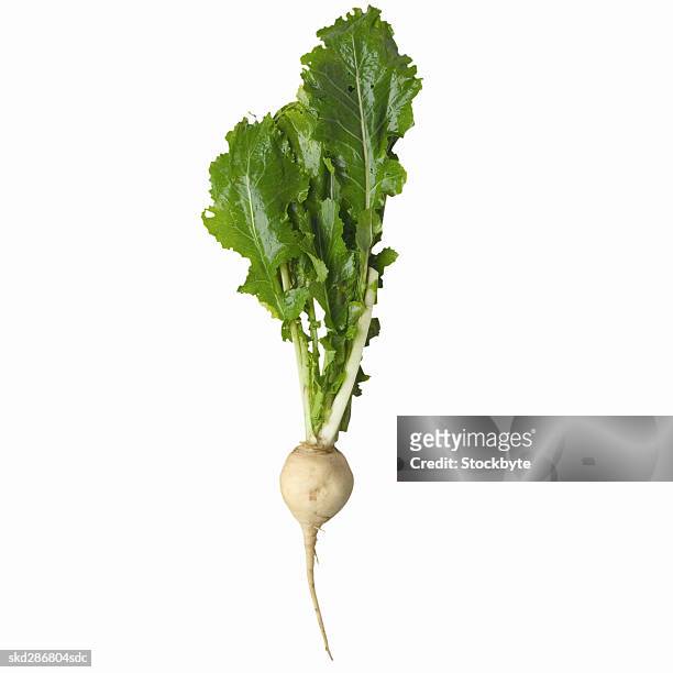 close-up of a turnip - cruciferae fotografías e imágenes de stock