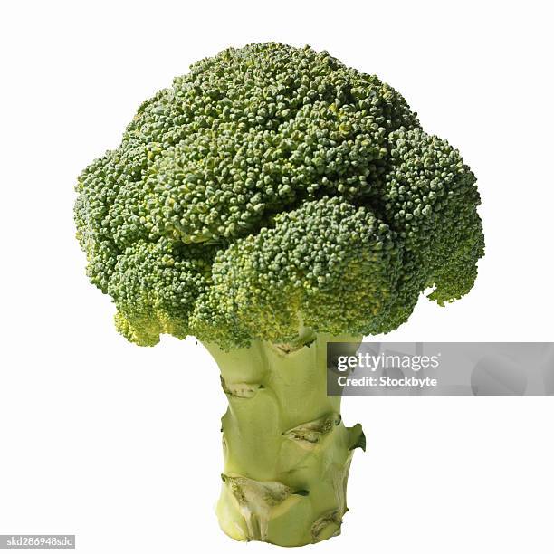 close-up of broccoli - cruciferae fotografías e imágenes de stock