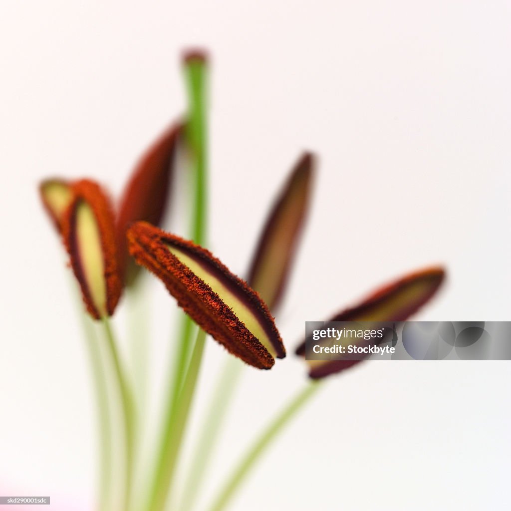 Close-up of a lily