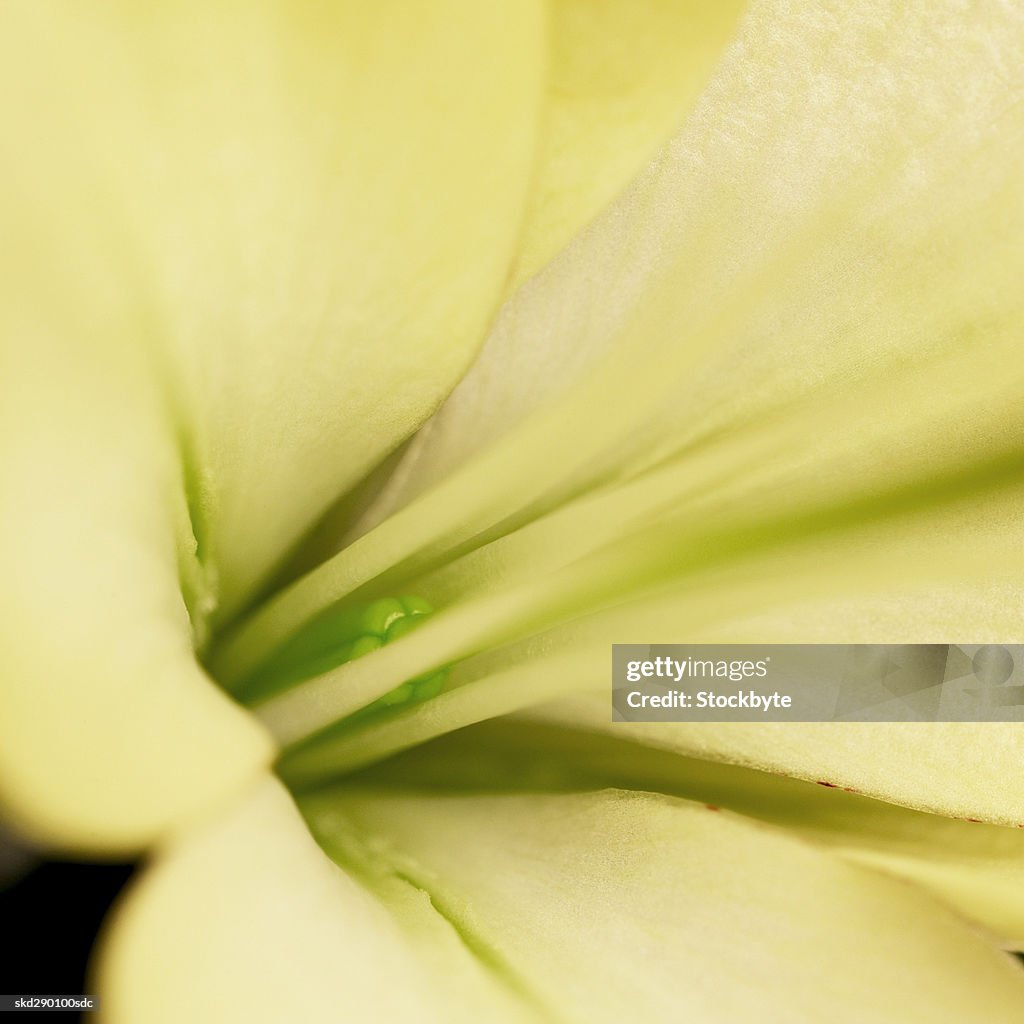 Close-up of a lily