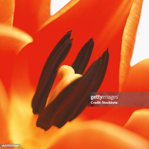 close-up of a tulip - lily family stock pictures, royalty-free photos & images