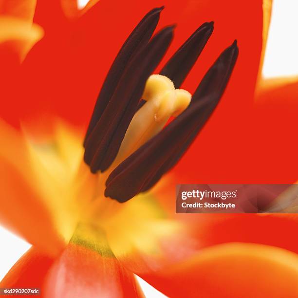 close-up of a tulip - lily family stock pictures, royalty-free photos & images