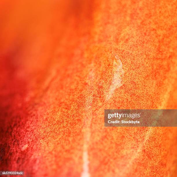 close-up of a lily - lily family stock pictures, royalty-free photos & images
