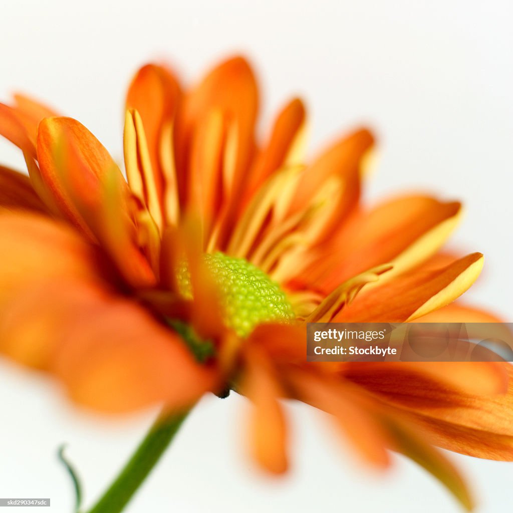 Close-up of a chrysanthemum
