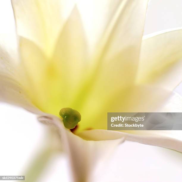 close-up of a lily - lily family photos et images de collection