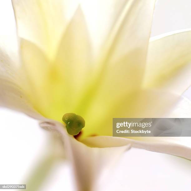 close-up of a lily - lily family stockfoto's en -beelden