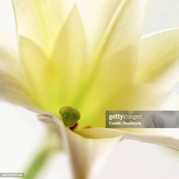 close-up of a lily - lily family photos et images de collection