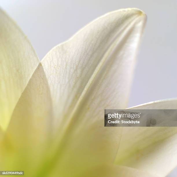 close-up of a lily - lily family stock-fotos und bilder