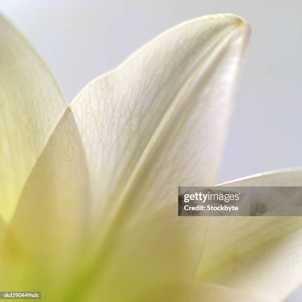 close-up of a lily - lily family stock pictures, royalty-free photos & images