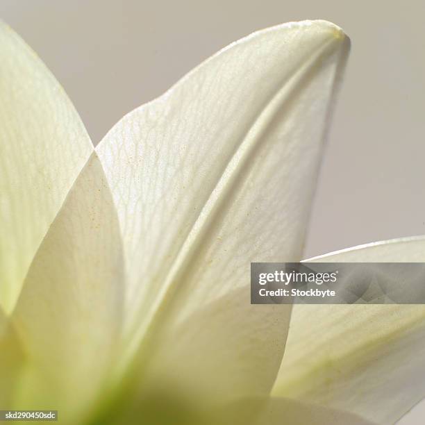 close-up of a lily - lily family photos et images de collection