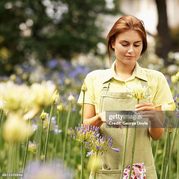 young woman cutting flowers in a garden - lily family stock-fotos und bilder