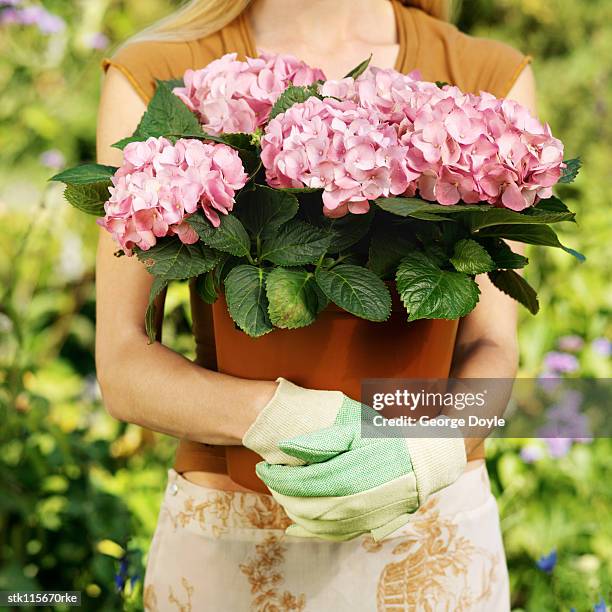 portrait of a woman posing with a potted plant - temperate flower stockfoto's en -beelden