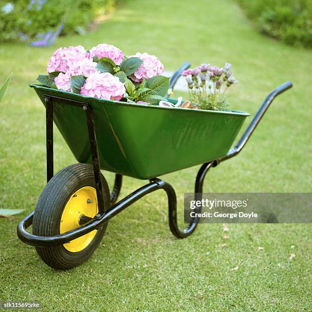 a wheelbarrow carrying potted flowering plants - temperate flower stockfoto's en -beelden