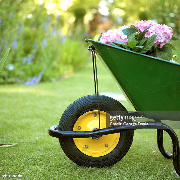 wheelbarrow with plants - temperate flower imagens e fotografias de stock